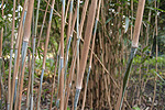 schonoord bamboo